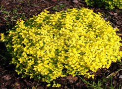      Spiraea japonica Golden Carpet 